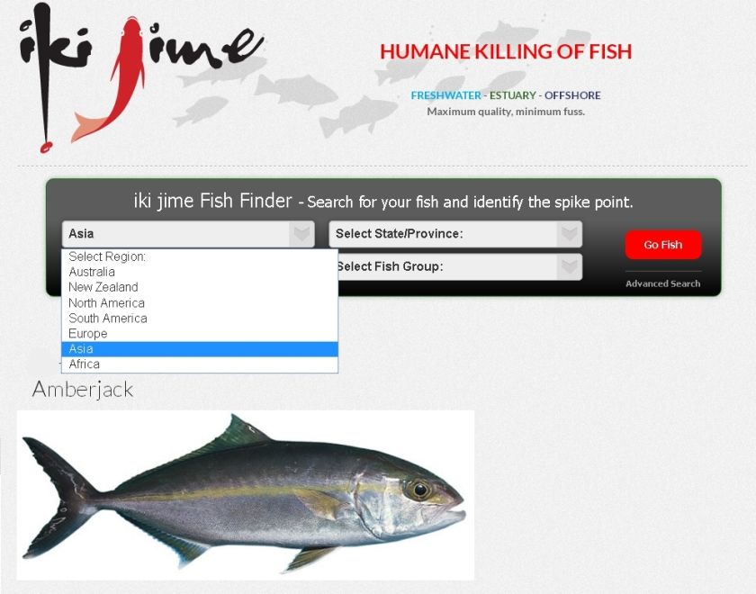 FISH FACTS: Iki Jime brain spiking - Fishing World Australia