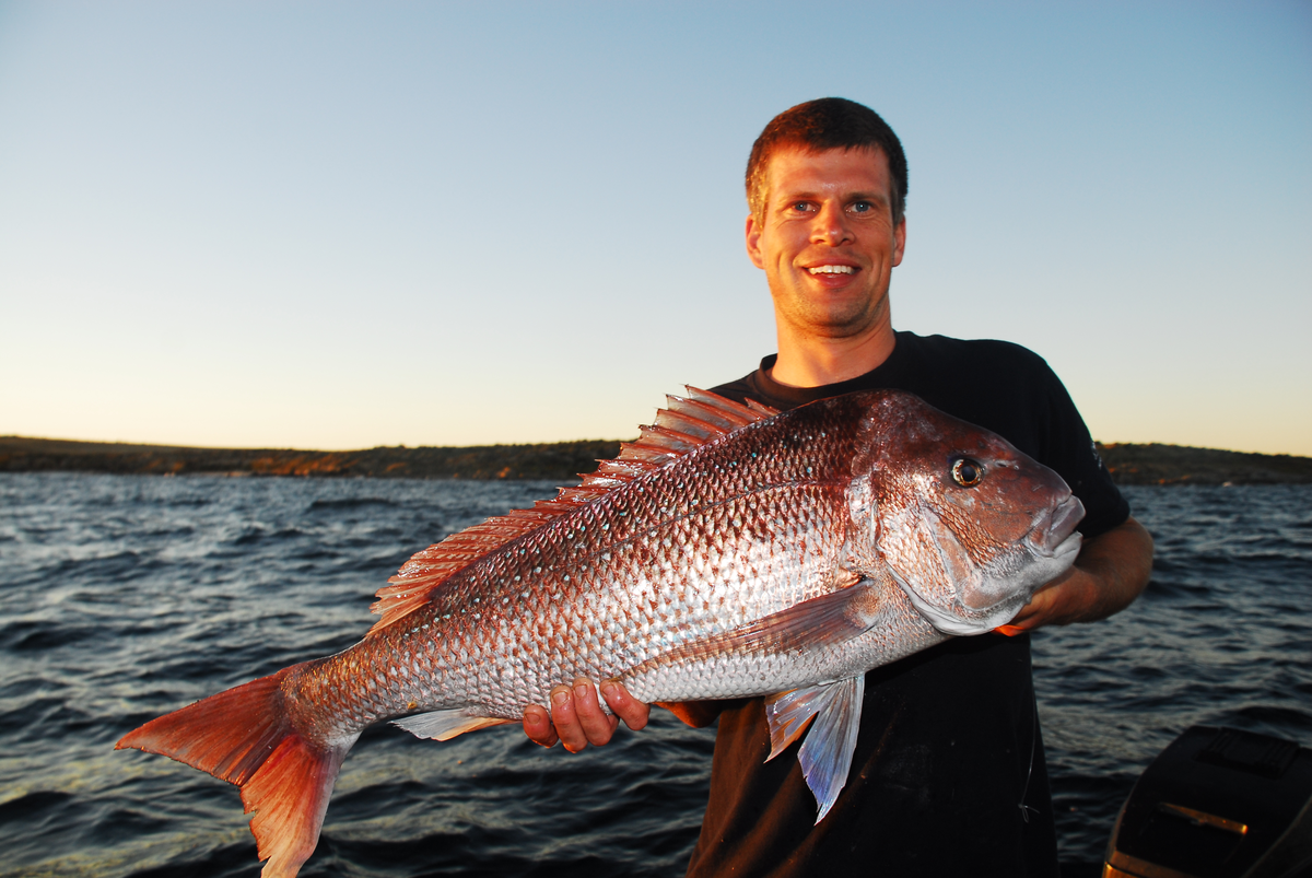 No Secret to catch a bag of Sydney Snappers, On Barcrusher 730HT