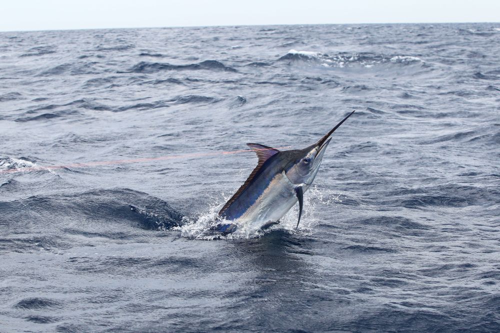 Marlin livebait rig - Game Fishing