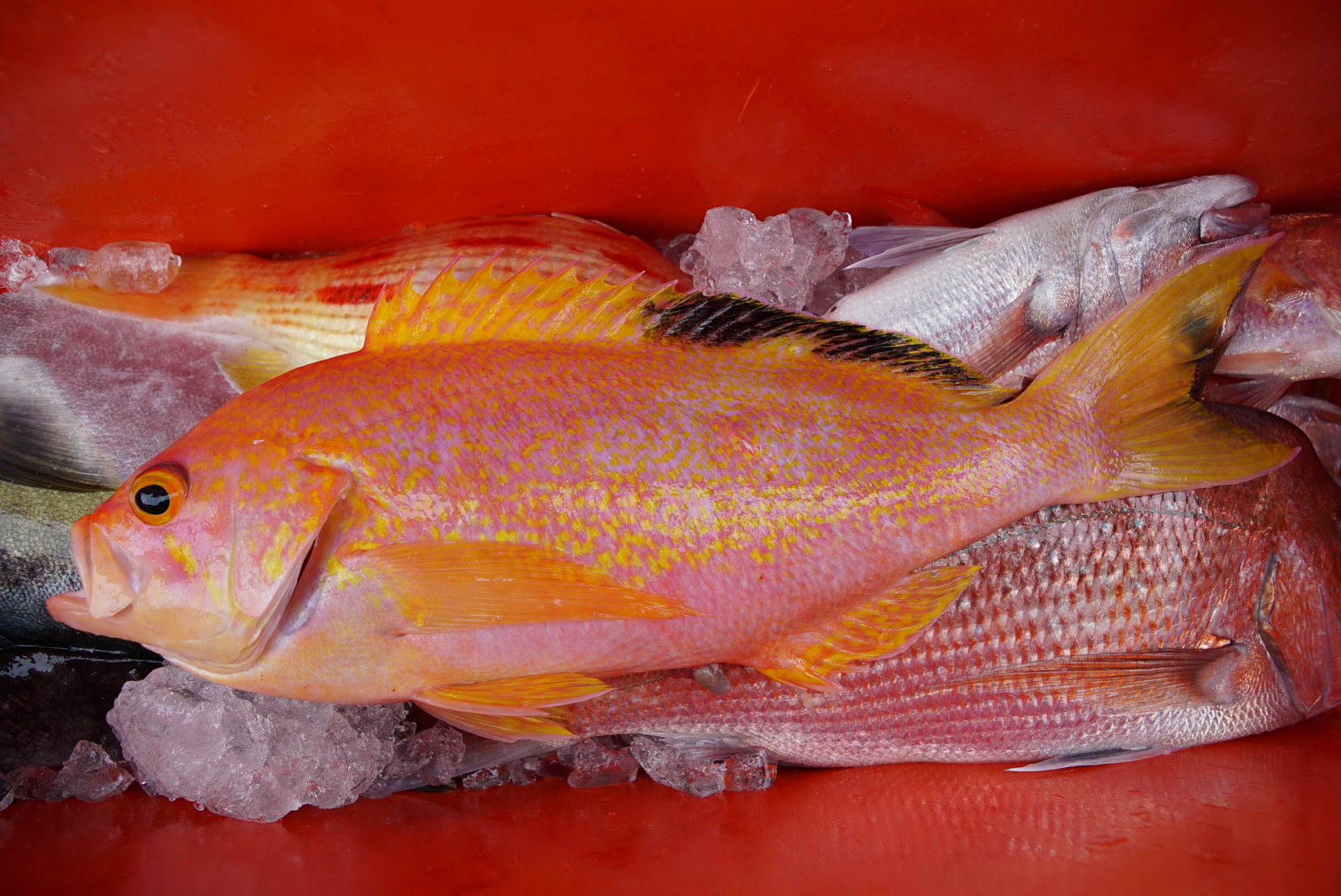 5 ways to keep ice longer - Fishing World Australia