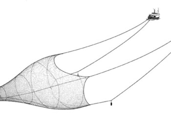 AFMA considering “pair trawling” operation to replace super trawler