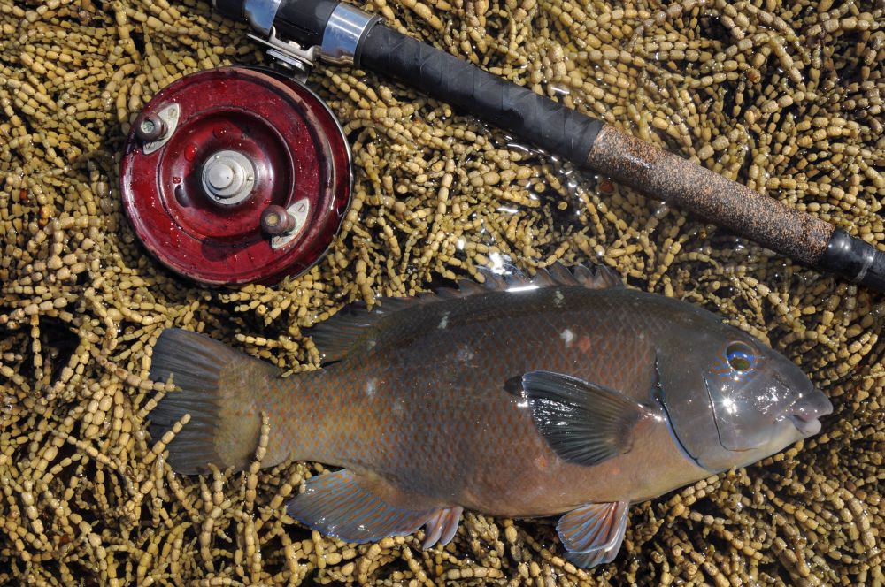 Catching Kingfish In Shallow Water — WFT Gliss KG Fishing Line