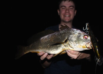 Mysterious yellow jewfish caught in upper Hunter River