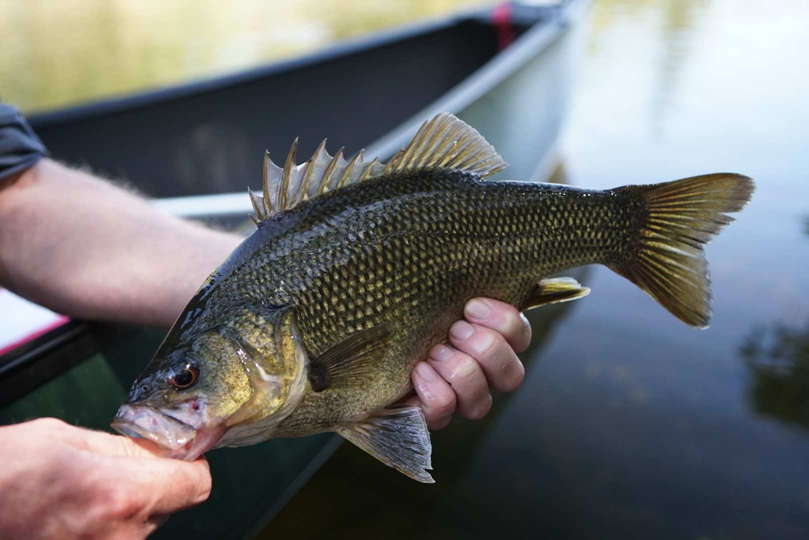 5 tips to catch Australian bass - Fishing World Australia