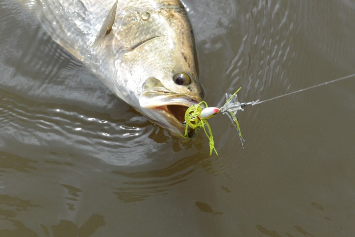 WHAT'S CATCHING! The BEST Barramundi Lures 2017 - Edition .2 