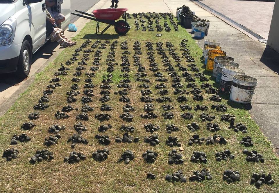 NSW Fisheries reminding rec fishos to know their bag and size limits