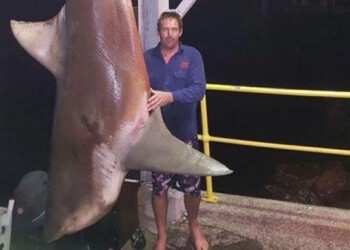 Photo of huge bull shark reignites trophy-fish debate