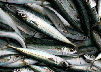 AFMA increases commercial slimy mackerel catch by 450 per cent