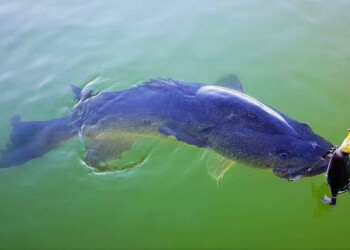 REVIEW: Savage Gear 3D Suicide Duck