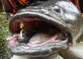 TESTED: Savage Gear 3D Rad