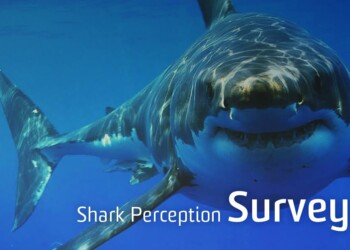 Have your say on sharks