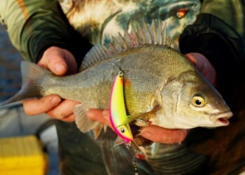 FISH FACTS: Silver perch