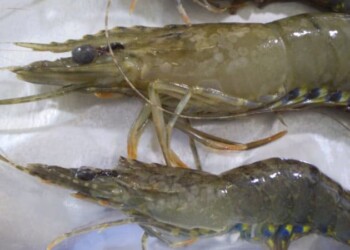 White spot disease update