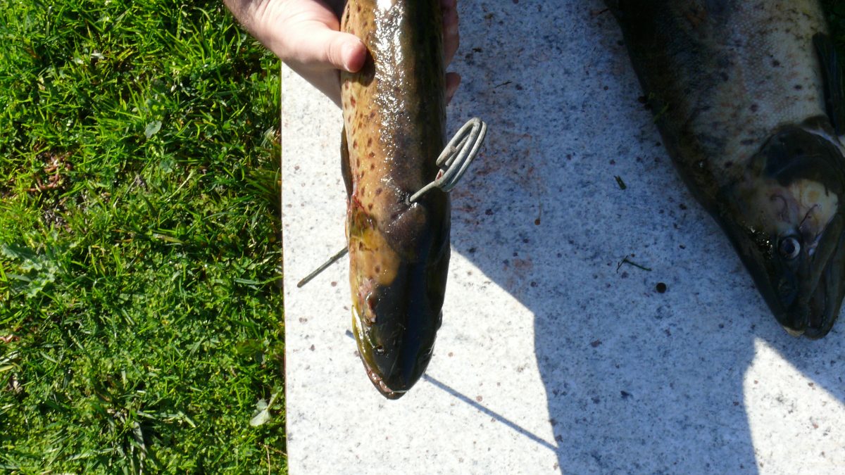 Illegal fishers face firearms and spearing charges Fishing World