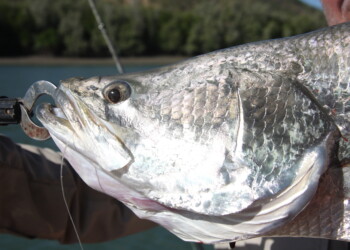 Hazelwood barra population thinned to ensure survival