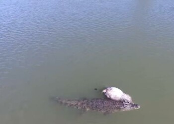 VIDEO: Massive croc drags cow down river