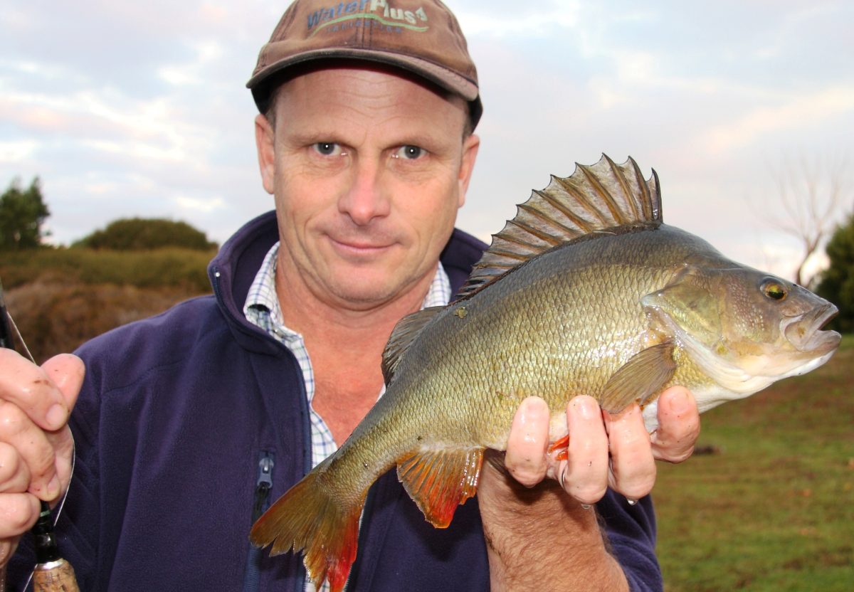 Big trout released to combat redfin Fishing World Australia