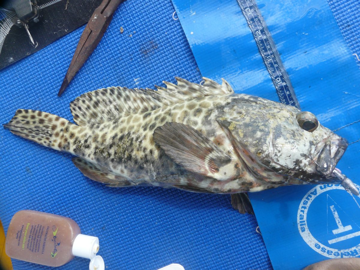 FISH FACTS Wire netting cods Fishing World Australia