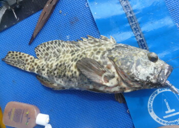 FISH FACTS: Wire netting cods