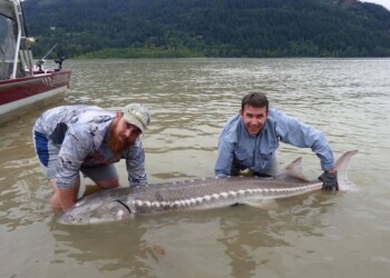 Fraser River sturgeon