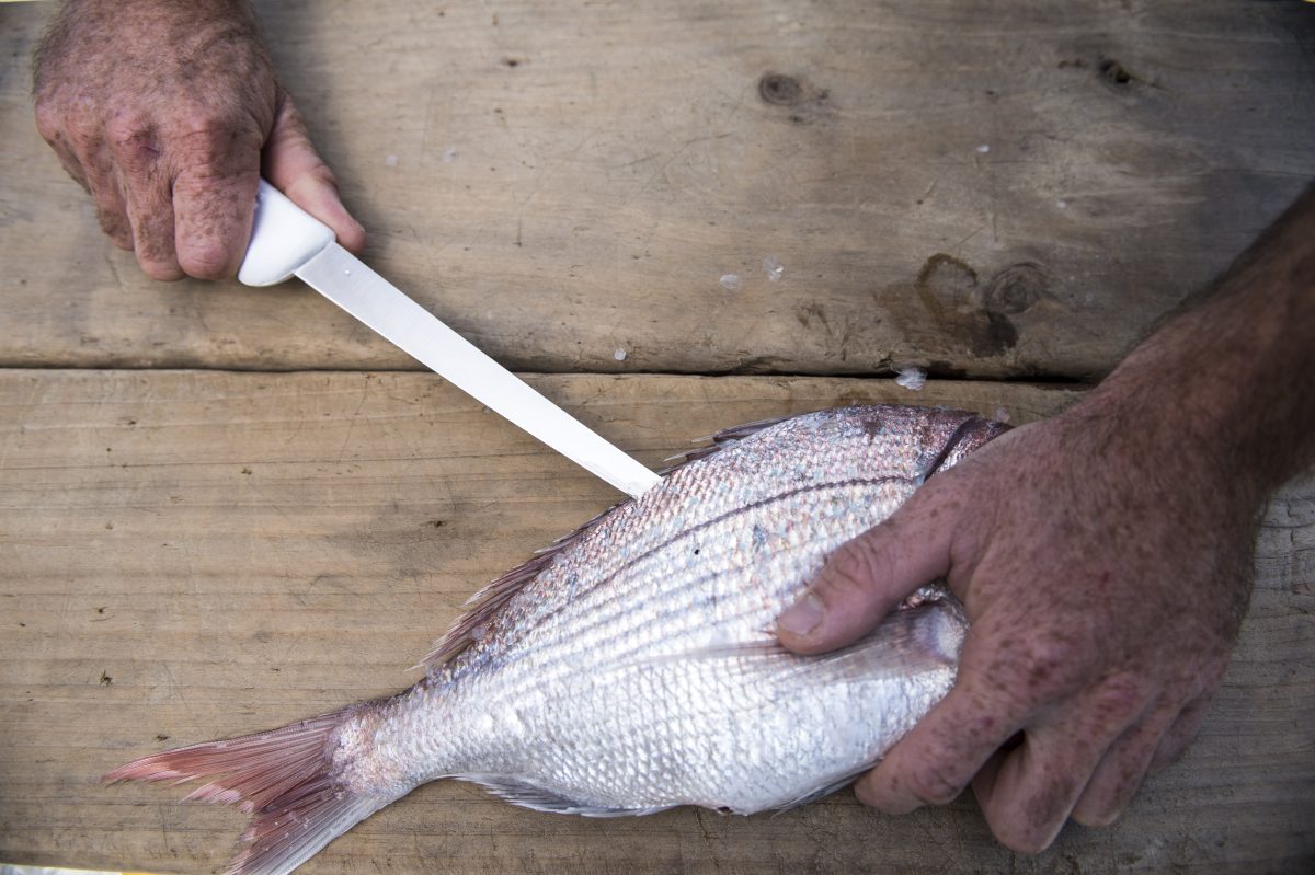 Ten Victory filleting knives to give away! Fishing World Australia