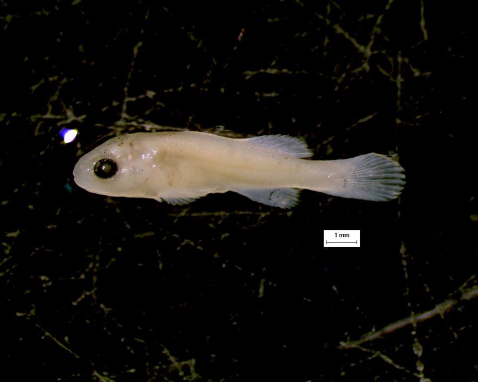 inline_706_https://yaffa-cdn.s3.amazonaws.com/yaffadsp/images/dmImage/SourceImage/Murray-cod-fingerling.jpg