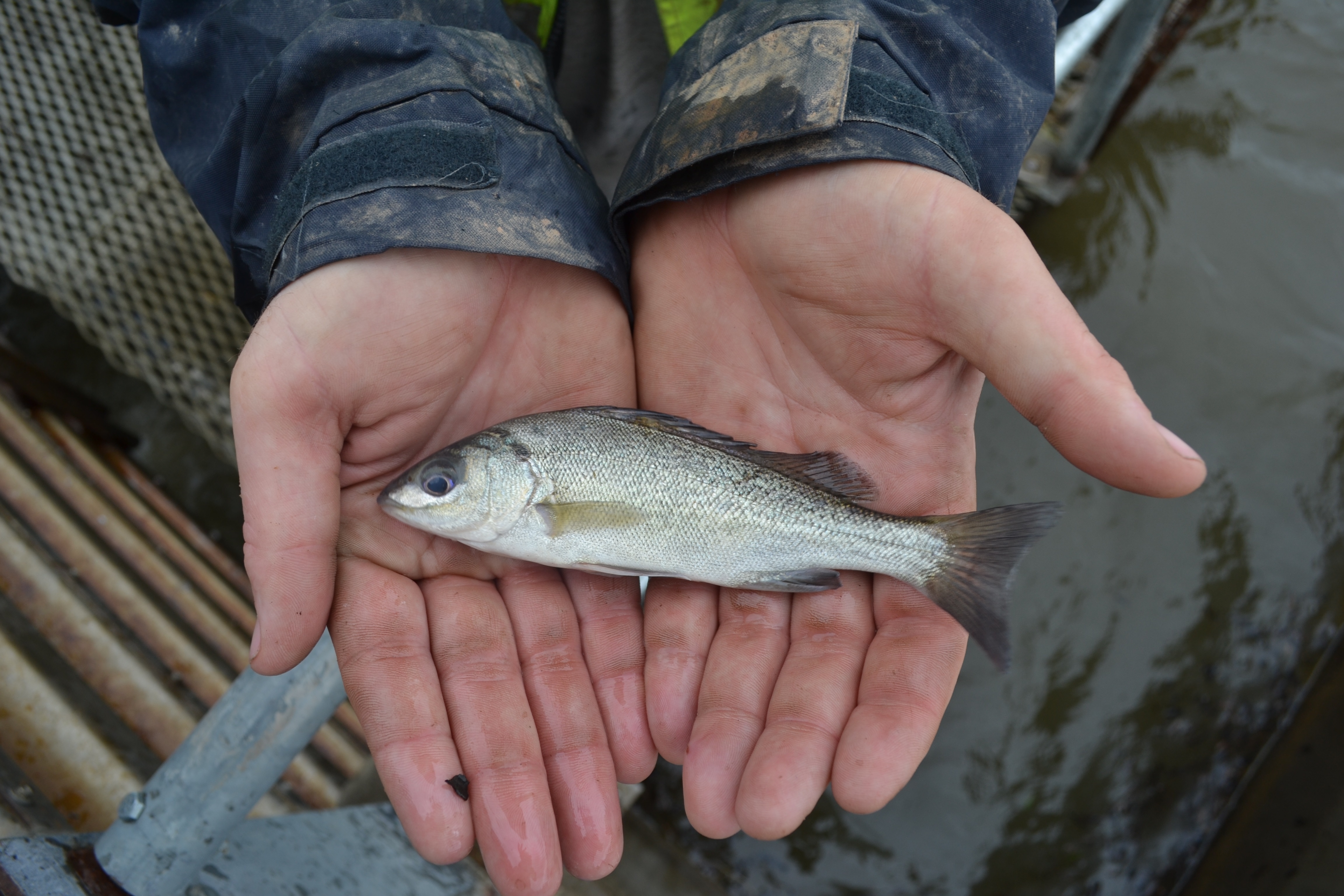 This is a silver perch right? : r/Fishing