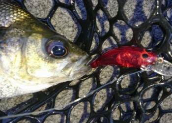 Oar-Gee lures review