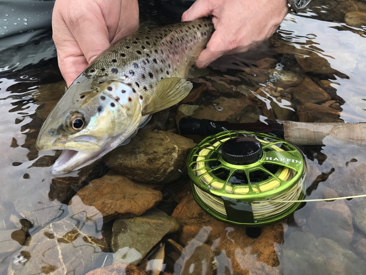 NSW trout season opens Fishing World Australia
