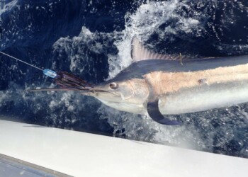 Exmouth marlin grand slam