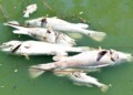 Ten thousand fish dead in Darling