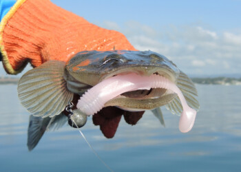 Samaki Boom Bait “Fairy Floss Colour” review