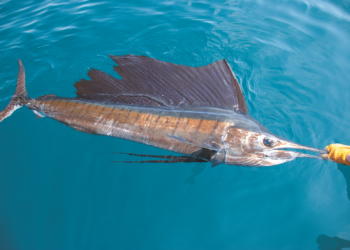 How to catch sailfish