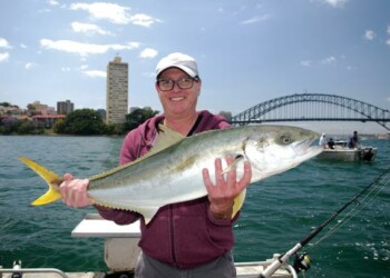Return of the Sydney kingfish