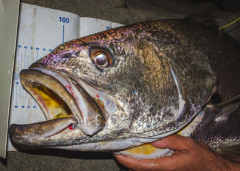 COMMENT: Citizen science – what’s in it for rec fishers?