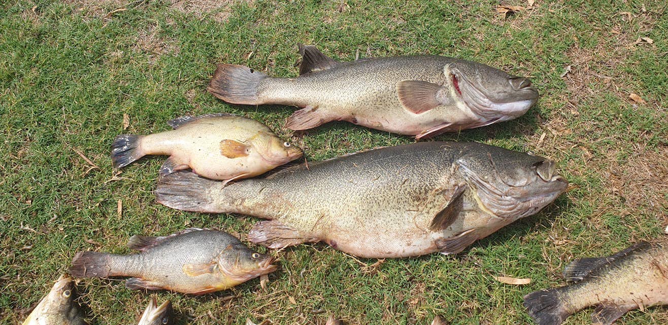 VIDEO Fish kill on the Macquarie River, Dubbo Fishing World Australia