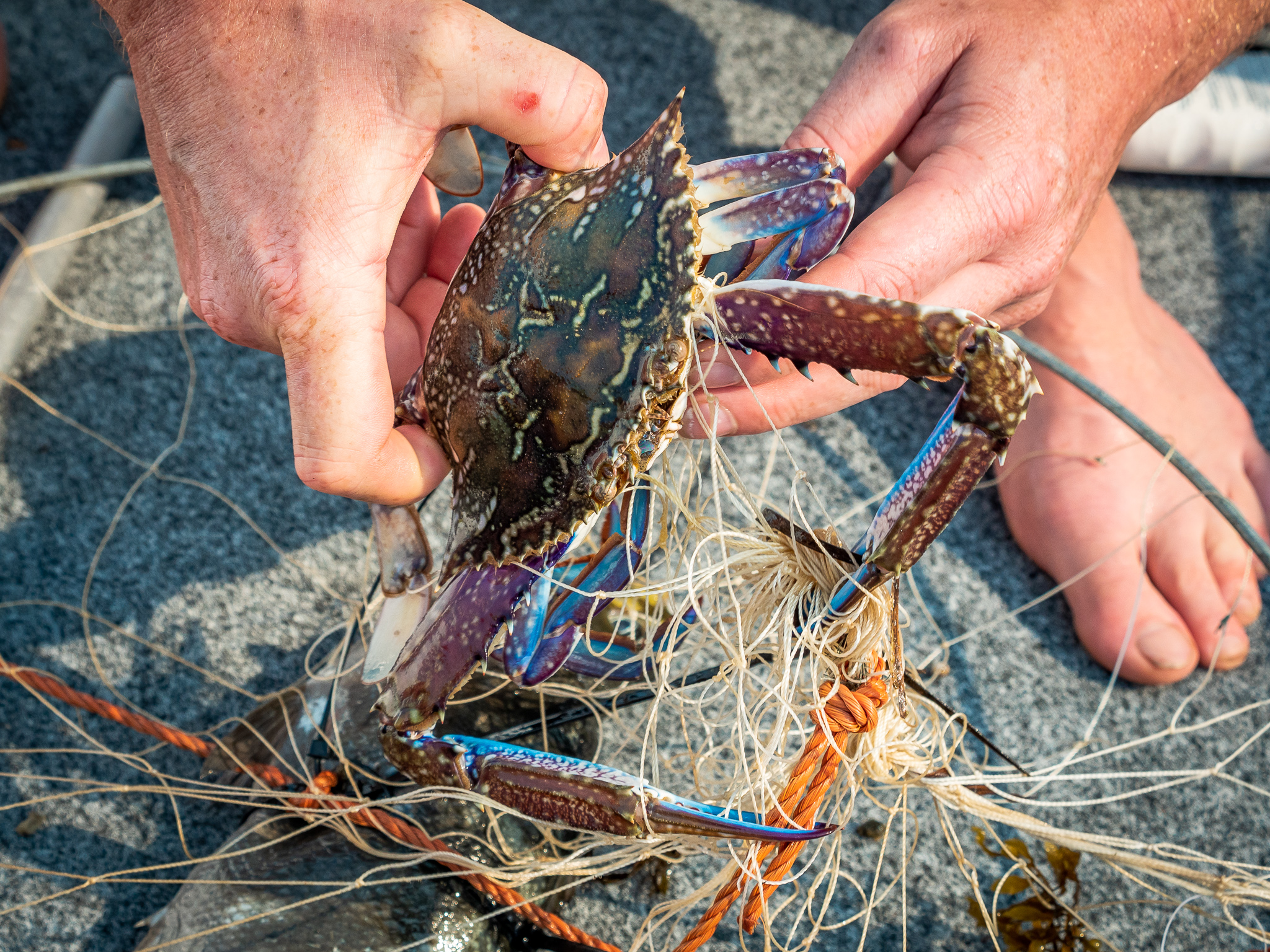 Aquatic Nutrition Crab Trap Bait