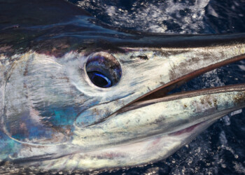 Blue marlin recapture record