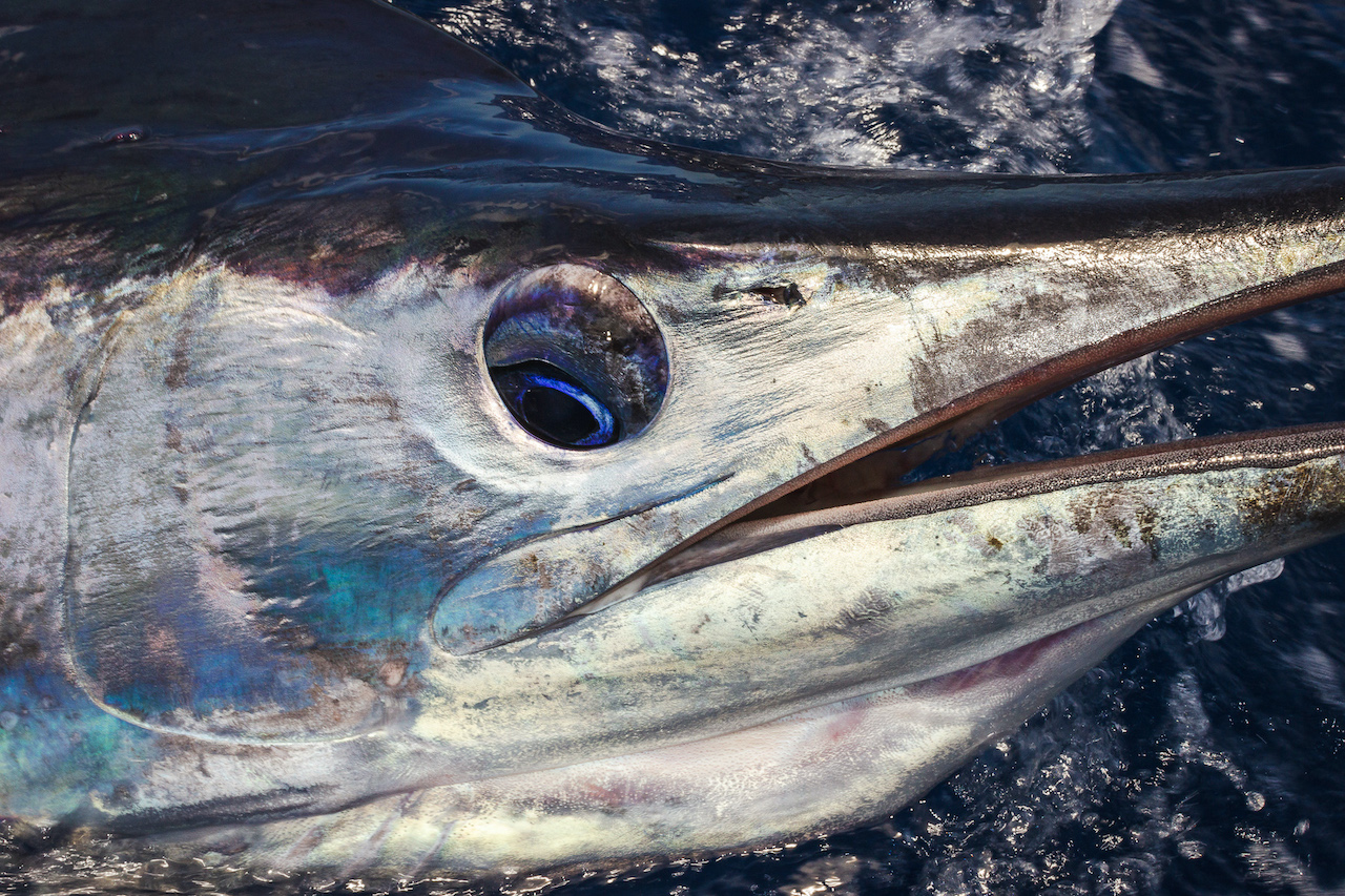 Blue marlin recapture record - Fishing World Australia