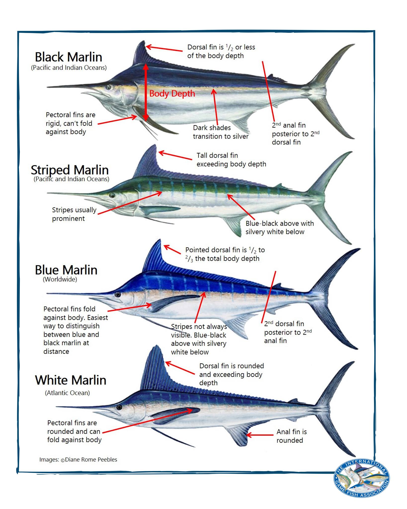 Identifying Marlin Species Fishing World Australia