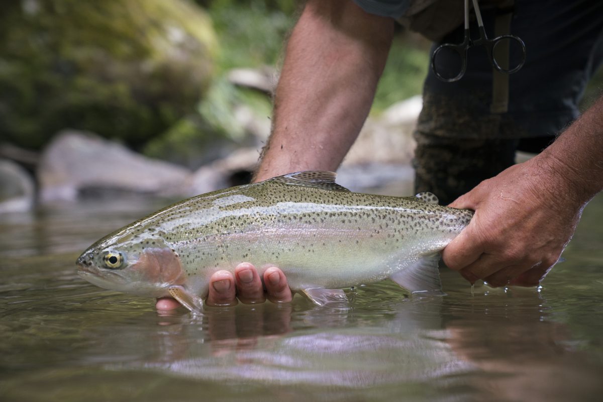 VIDEO New Zealand's Taupo Trout Fishing World Australia