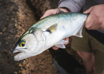 FISH FACTS: Learning more about tailor