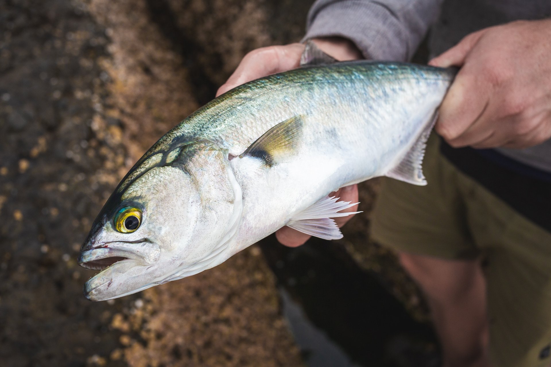 FISH FACTS Learning More About Tailor Fishing World Australia
