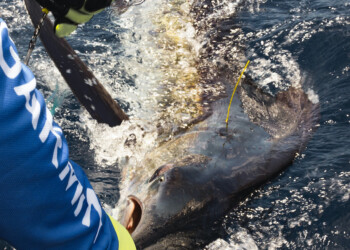 NSW DPI Fisheries: How to tag game fish