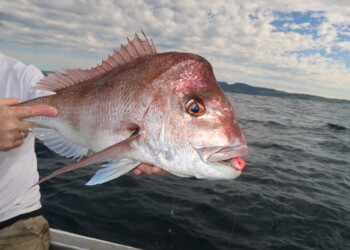 Berkley Shimma Big Red review