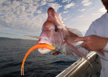 Berkley Powerbait 8-inch Jerkshad review