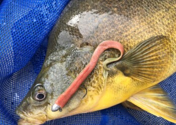 Berkley Gulp! Turtleback Worm review