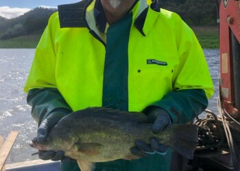 Missing Burrendong yellowbelly turns up two years later