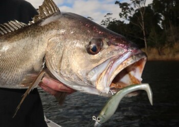 Berkley PowerBait Hollow Belly HD review