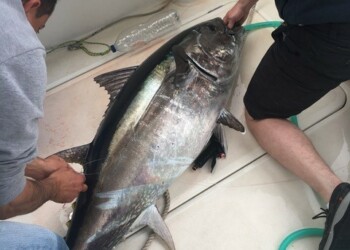 Lockdown fishing in the UK: Big bluefin are back!